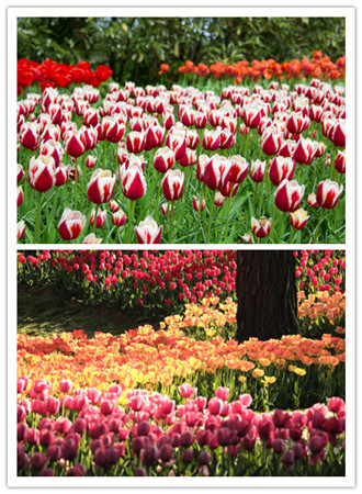 勞動公園“現(xiàn)實版秘密花園”奇幻亮相 門票免費(圖1) 勞動公園“現(xiàn)實版秘密花園”奇幻亮相 門票免費(圖1)